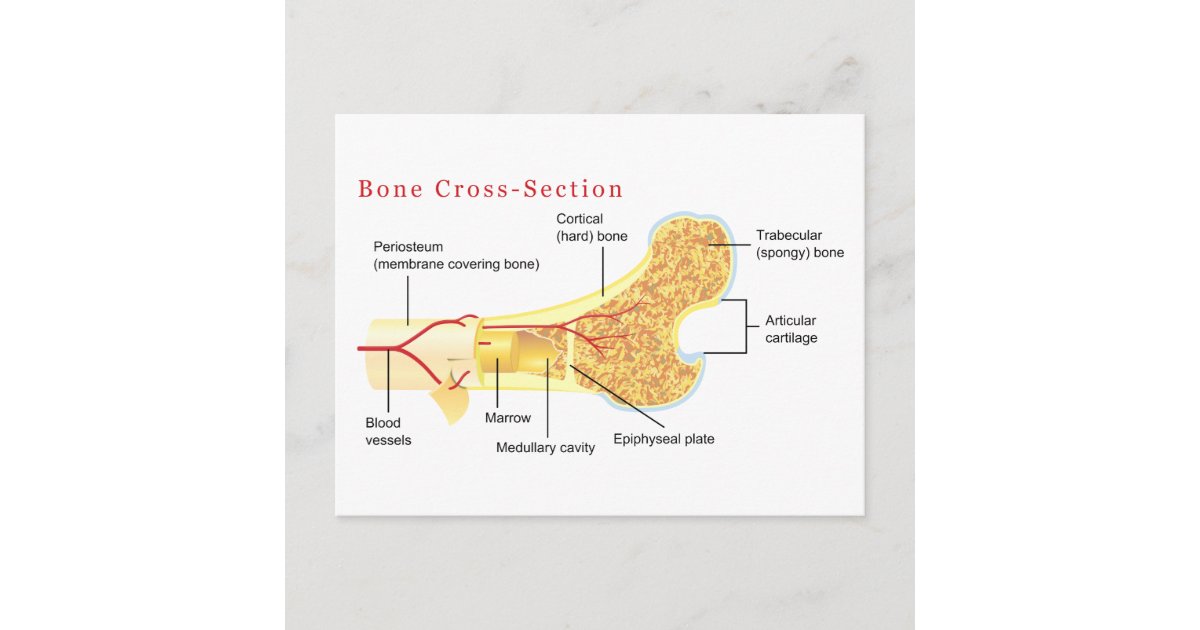 Bone Cross Section Diagram Postcard Zazzle Com
