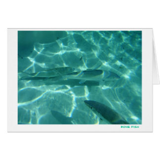 Bone Fish Cards