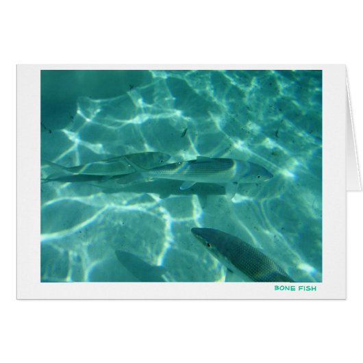 Bone Fish Cards (Front Horizontal)