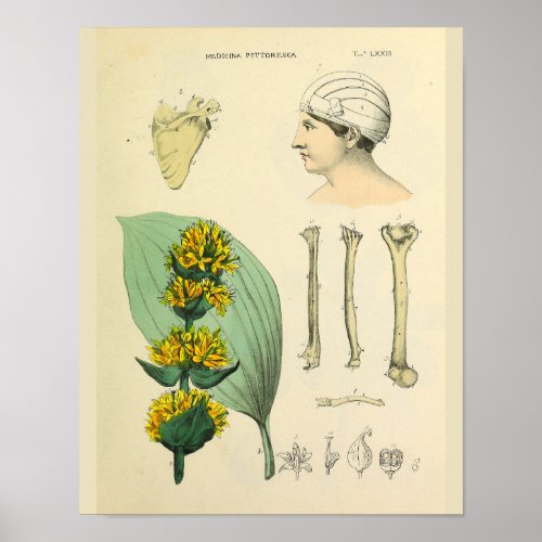 Bones Medicinal Anatomy Medical Art Print