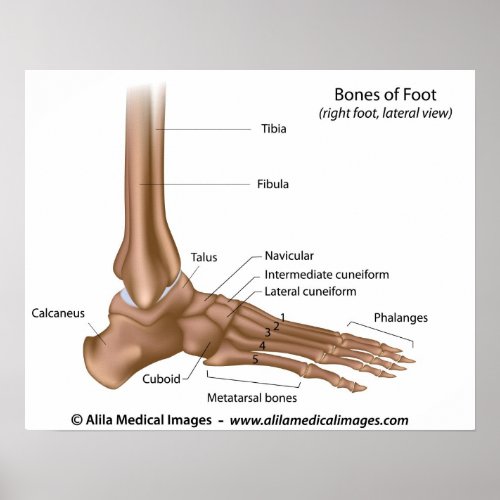 Bones of foot labeled diagram poster