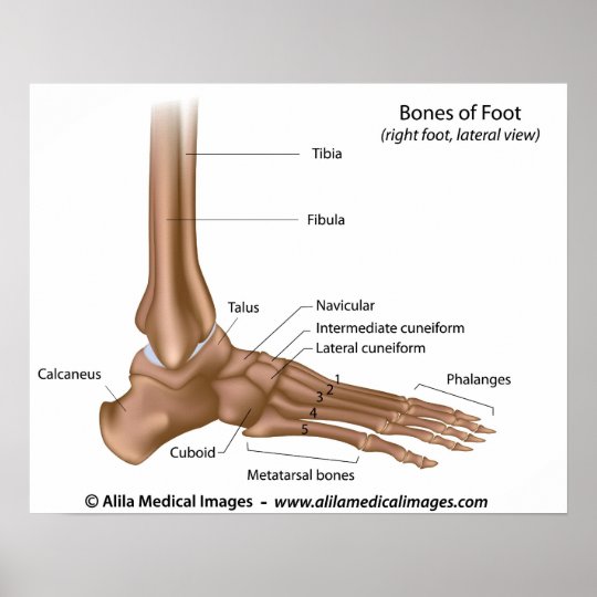 Bones of foot, labeled diagram. poster | Zazzle.com