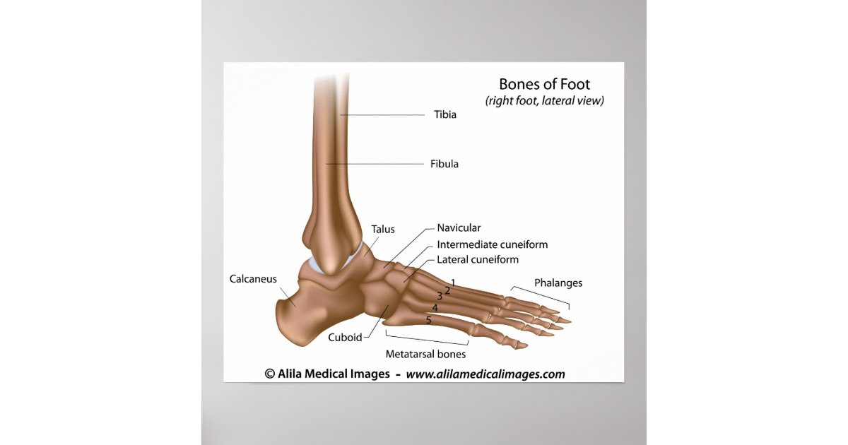 Bones of foot, labeled diagram. poster | Zazzle.com