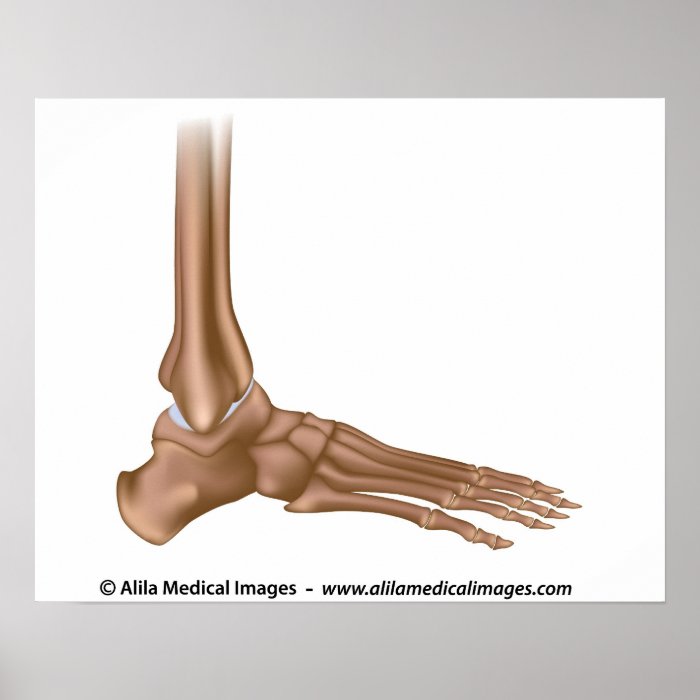 Bones of foot, medical drawing. poster