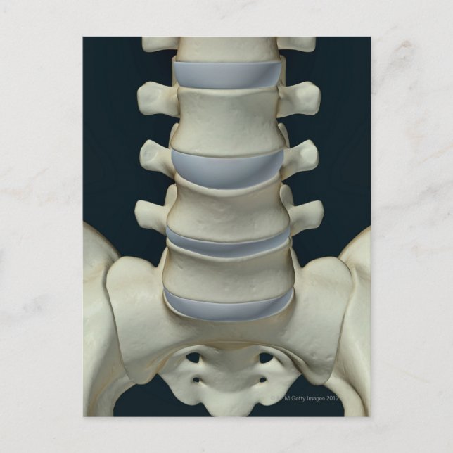Bones of Lumbar Vertebrae 2 Postcard (Front)