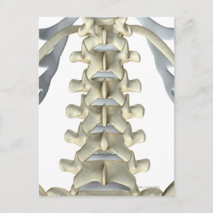 Bones of Lumbar Vertebrae Postcard