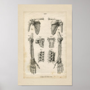 Bones of the Arm Vintage Anatomy Print