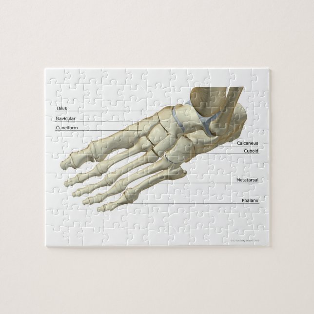 Bones of the Foot 15 Jigsaw Puzzle (Horizontal)