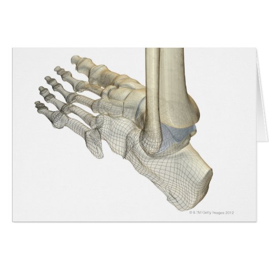 Bones of the Foot 3 Cards (Front Horizontal)
