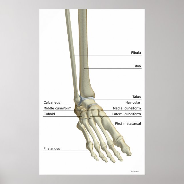 Bones of the Foot 5 Poster (Front)