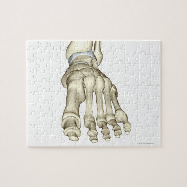 Bones of the Foot 8 Jigsaw Puzzle (Horizontal)