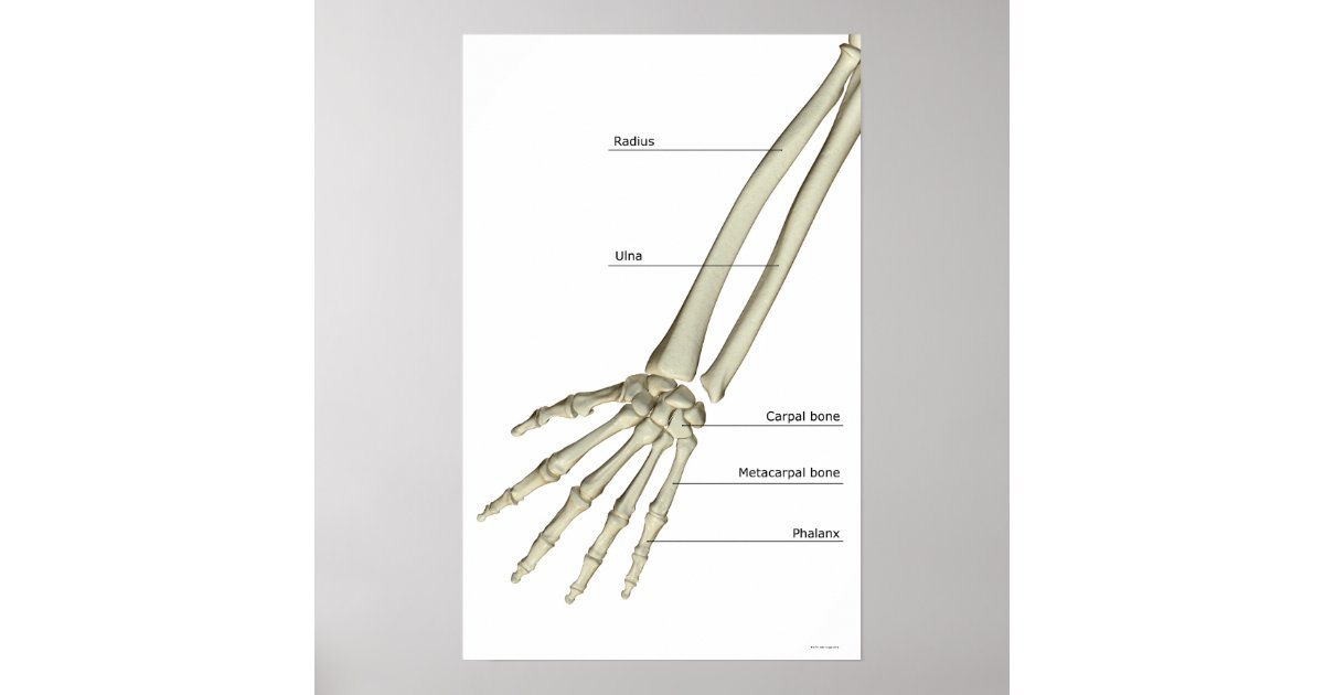 Bones of the Forearm Poster | Zazzle.com