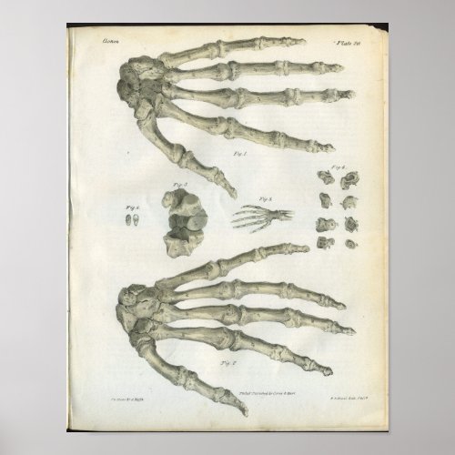 Bones of the Hand Anatomy Print