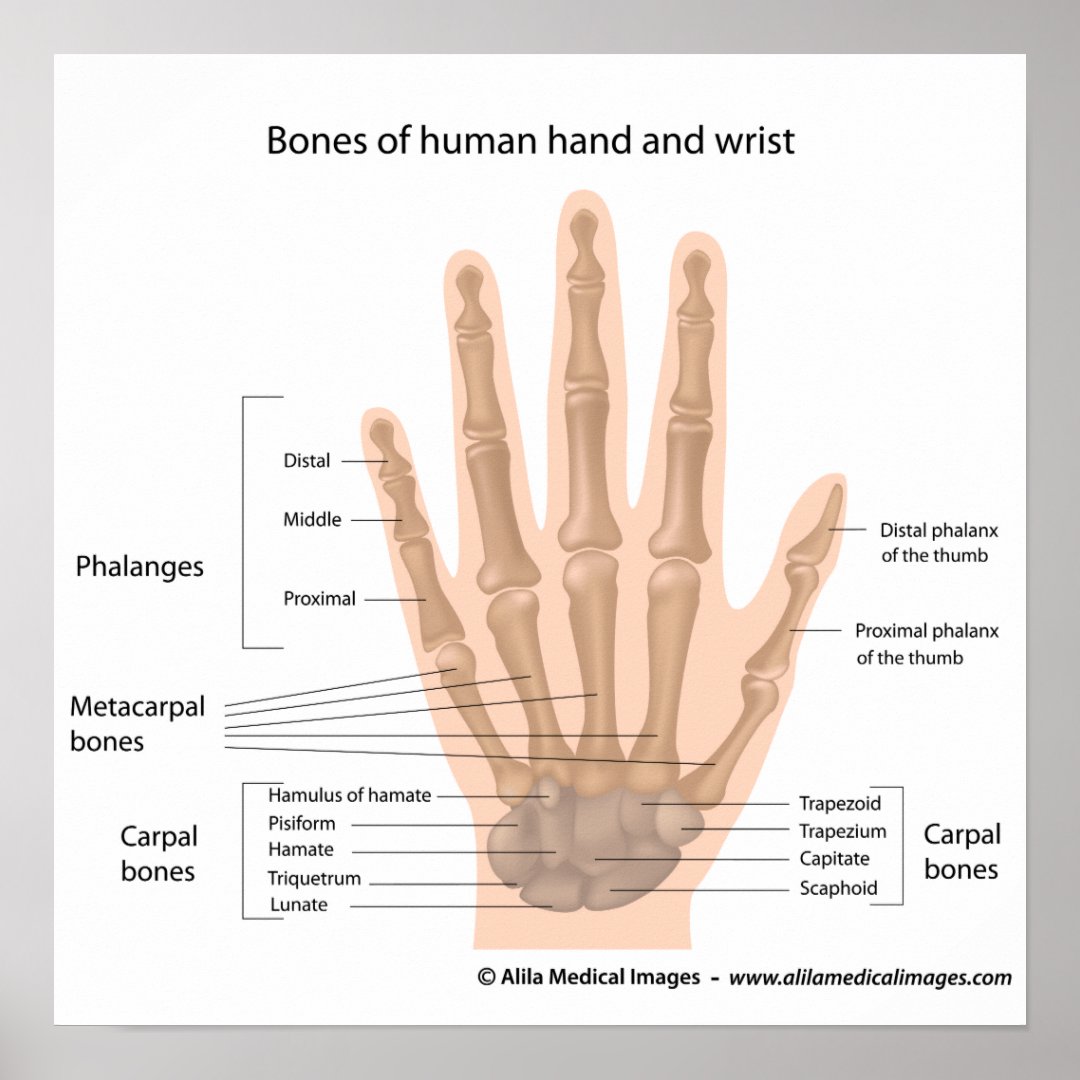 Bones of the hand, labeled diagram. poster | Zazzle