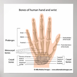 Bones of the hand, labeled diagram. poster