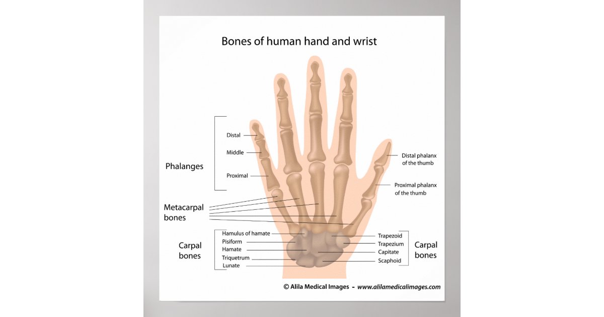 Bones Of The Hand Labeled Diagram Poster