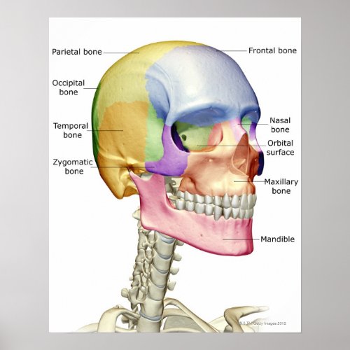 Bones of the Head and Neck 3 Poster