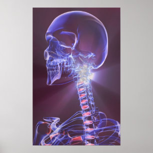 Bones of the Head and Neck 5 Poster