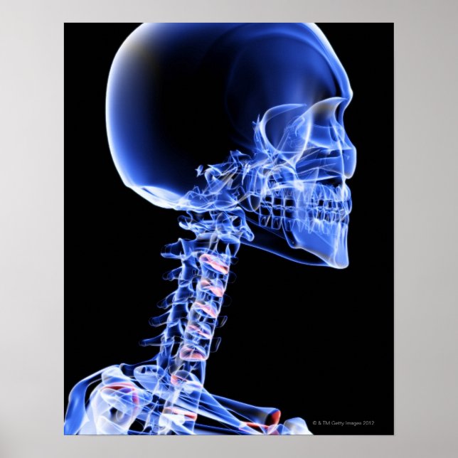 Bones of the Head and Neck Poster (Front)