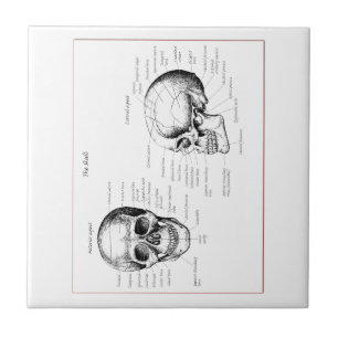 Bones of the human skull ceramic tile