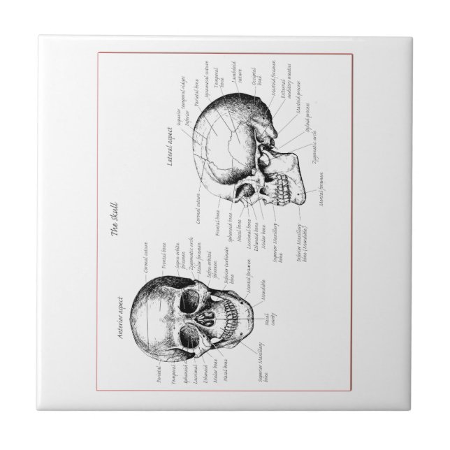Bones of the human skull ceramic tile (Front)