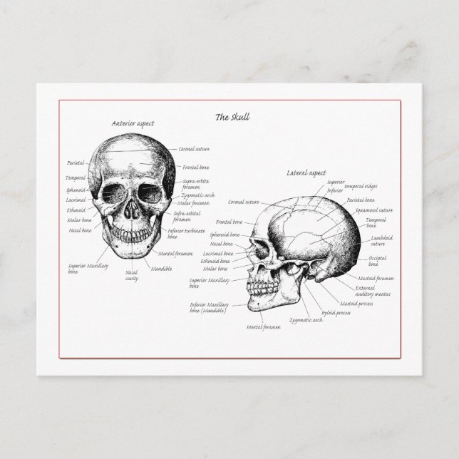 Bones of the human skull postcard (Front)
