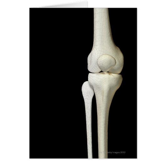 Bones of the Knee 4 Cards (Front)