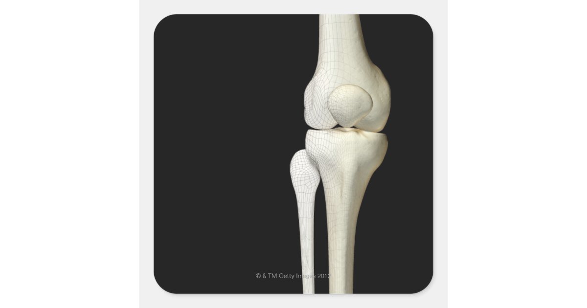 Bones of the Knee 4 Square Sticker | Zazzle