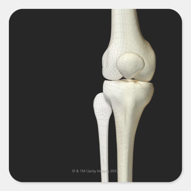 Bones of the Knee 4 Square Sticker (Front)
