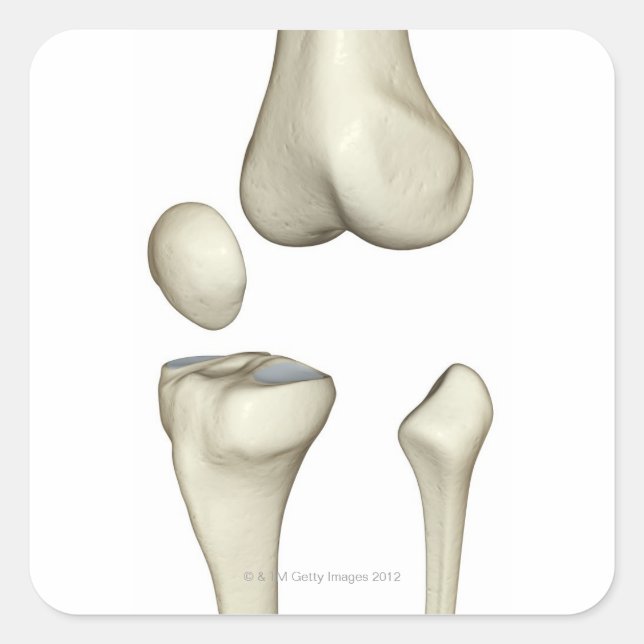 Bones of the Knee 5 Square Sticker (Front)