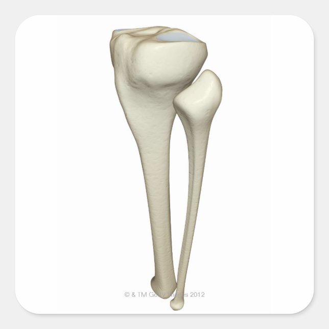 Bones of the Leg 4 Square Sticker (Front)