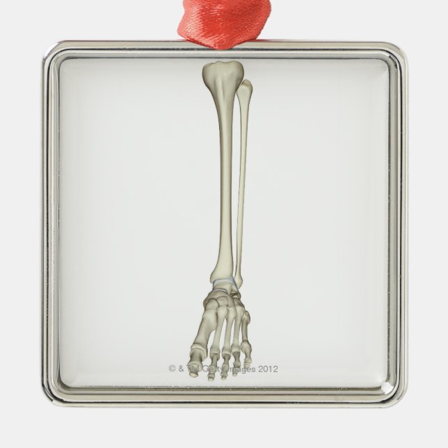 Bones of the Leg Metal Ornament (Front)