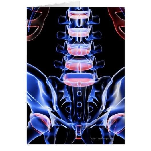 Bones of the Lower Back 5 Cards (Front)