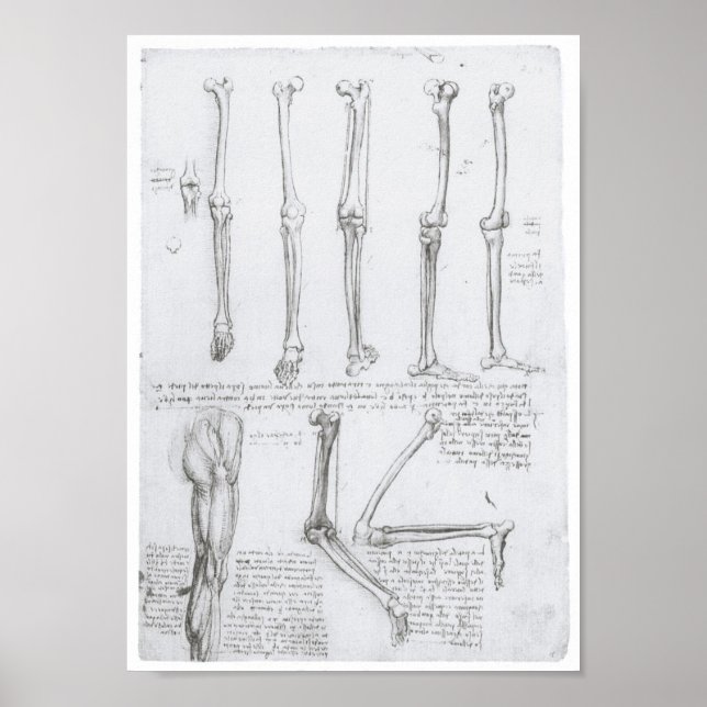 Bones of the Lower Extremity, Leonardo da Vinci Poster (Front)