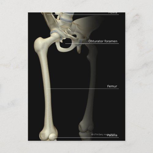 Bones of the Lower Limb Postcard