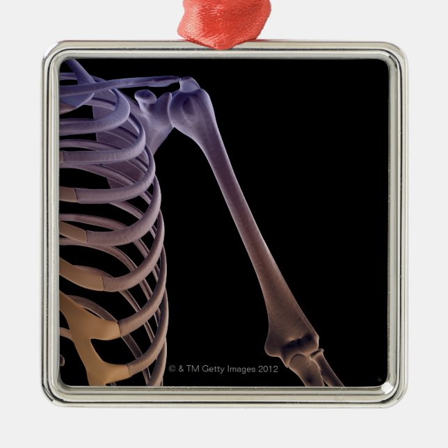 Bones of the Shoulder Metal Ornament (Front)