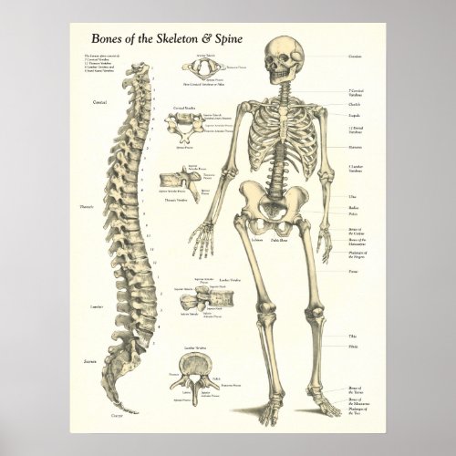 Bones of the Skeleton  Spine Anatomy Poster