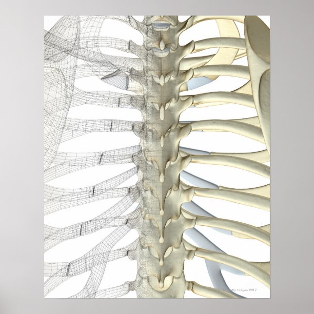 Bones of the Thoracic Vertebrae 2 Poster (Front)