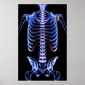 Bones Of The Trunk Poster by prophoto at Zazzle