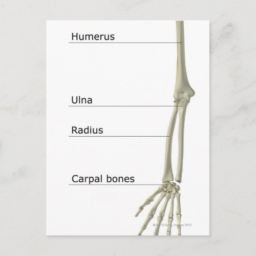 Bones of the Upper Limb Postcard