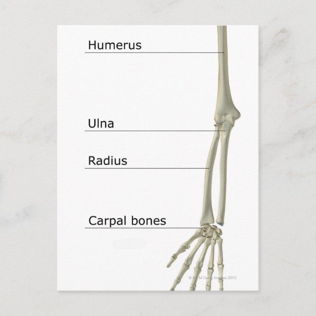 Bones of the Upper Limb Postcard (Front)
