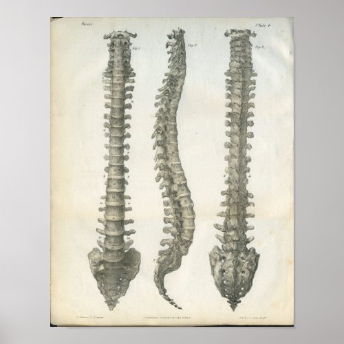 Bones of the Vertebral Column Chiropractic Poster