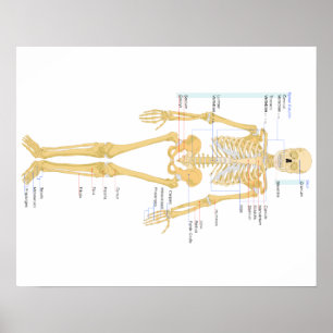 Bones Poster