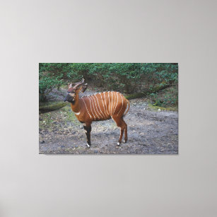 Bongo (Antelope) Canvas