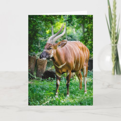 Bongo Antelope Card