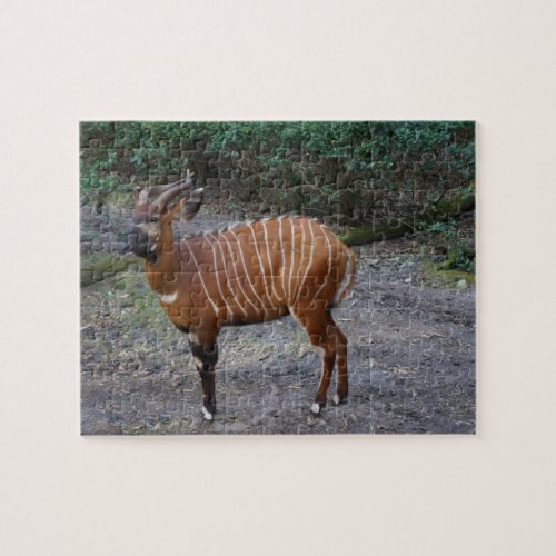 Bongo Antelope Jigsaw Puzzle