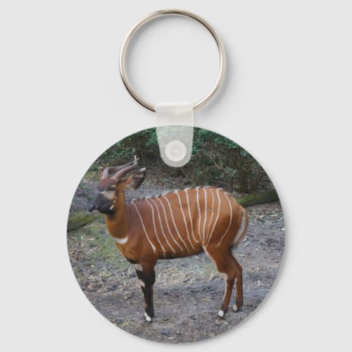 Bongo Antelope Keychain