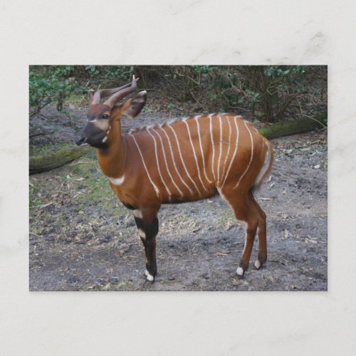 Bongo Antelope Postcard