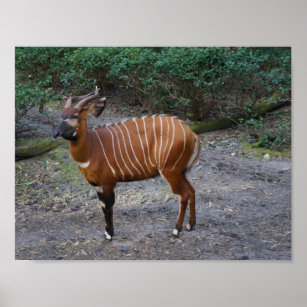 Bongo (Antelope) Poster