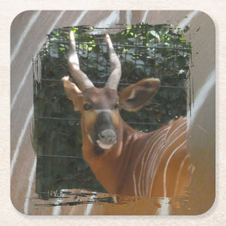 Bongo Antelope & Skin Border Coaster